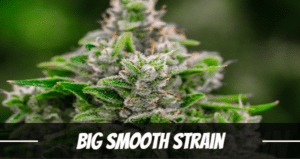 Big Smooth Strain