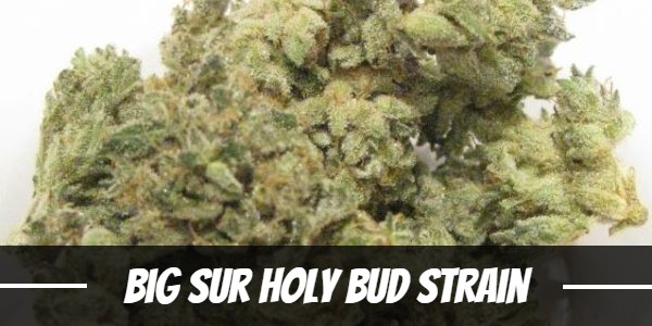 Big Sur Holy Bud Strain