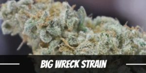 Big Wreck Strain