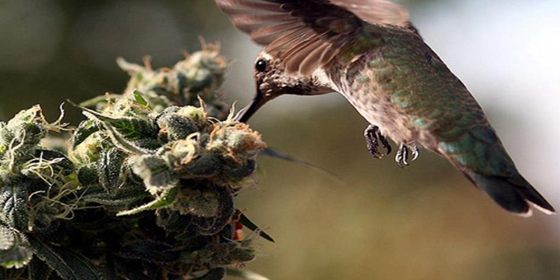 Birds on cannabis plants