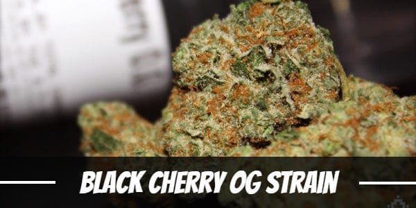 Black Cherry OG Strain