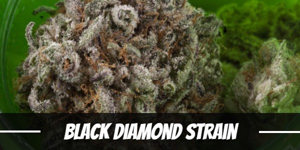 Black Diamond Strain