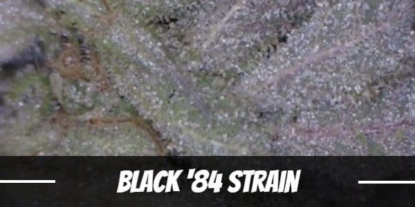 Black ‘84 Strain