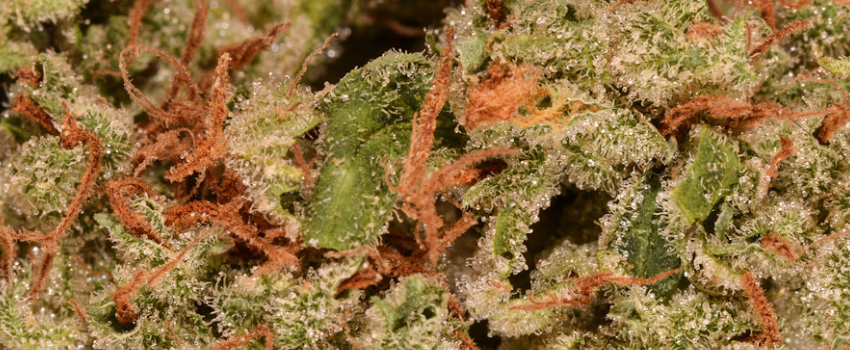 black cherry soda strain adverse reactions