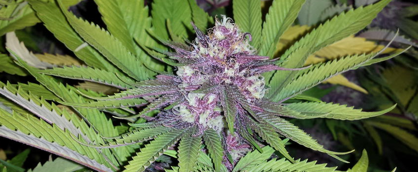 growing black cherry soda pot strain