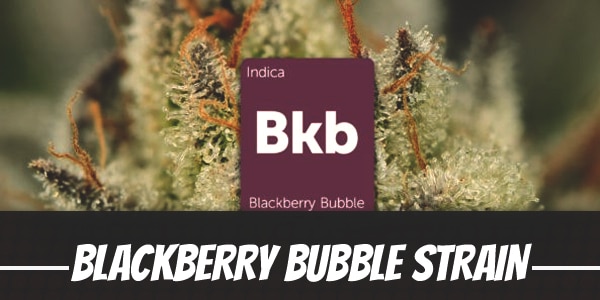 Blackberry Bubble Strain