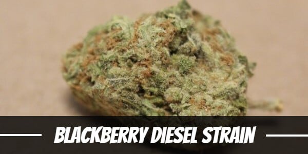 Blackberry Diesel Strain