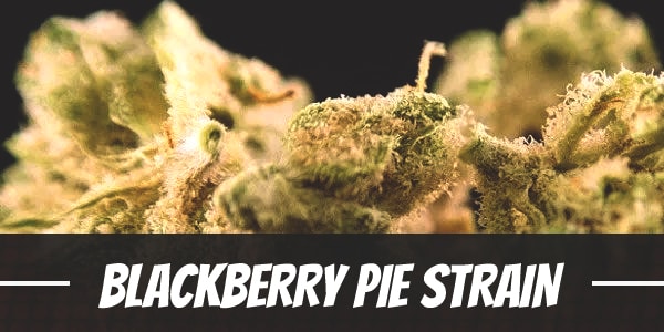 Blackberry Pie Strain