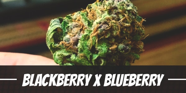 Blackberry X Blueberry