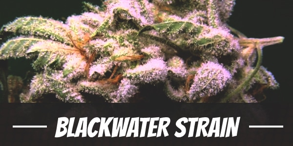 Blackwater Strain