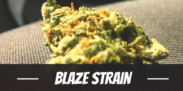 Blaze Strain