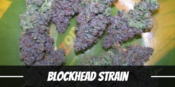 Blockhead cannabis strain