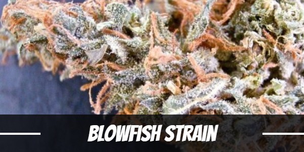 Blowfish Strain