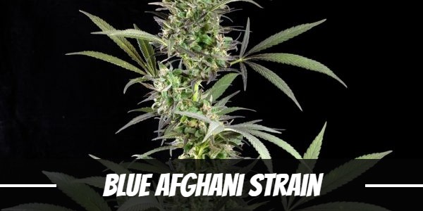 Blue Afghani Strain