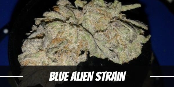 Blue Alien Strain