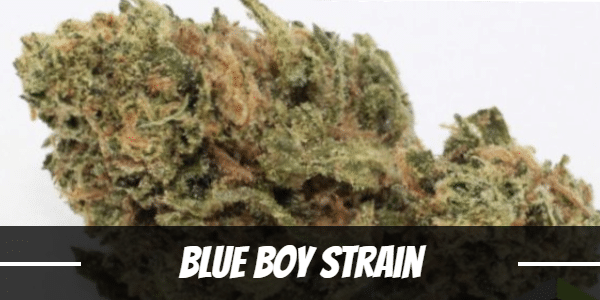 Blue Boy Strain