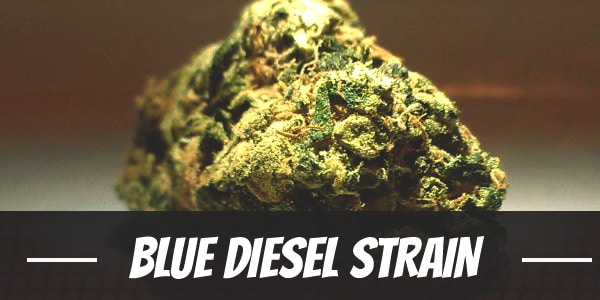 Blue Diesel Strain