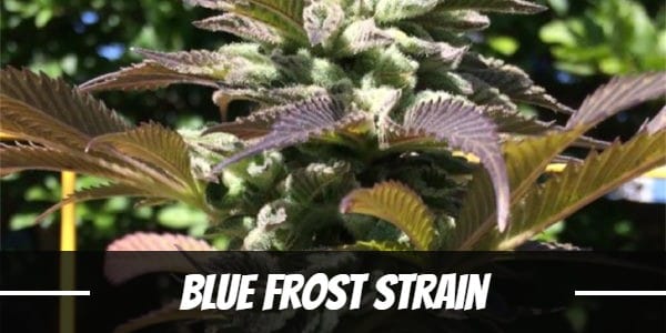 Blue Frost Strain