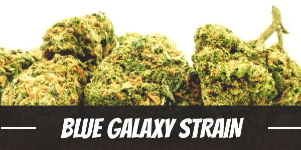 Blue Galaxy Weed Strain Review and Information