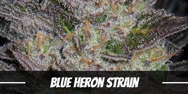 Blue Heron Strain