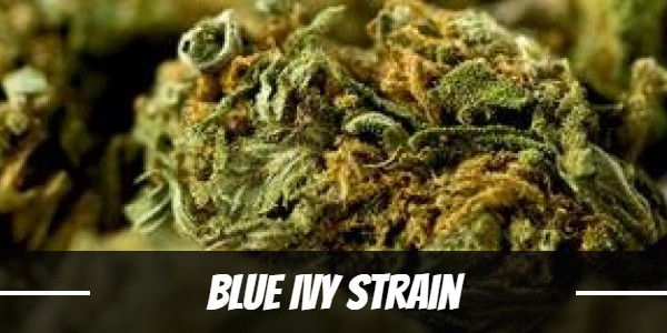 Blue Ivy Strain