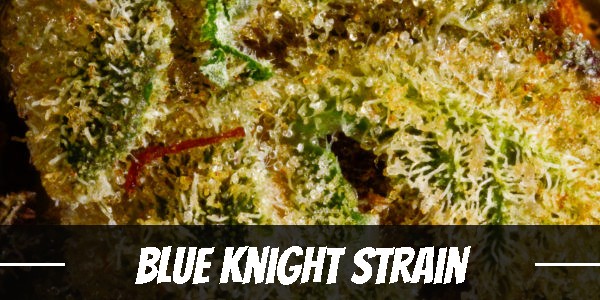 Blue Knight Strain