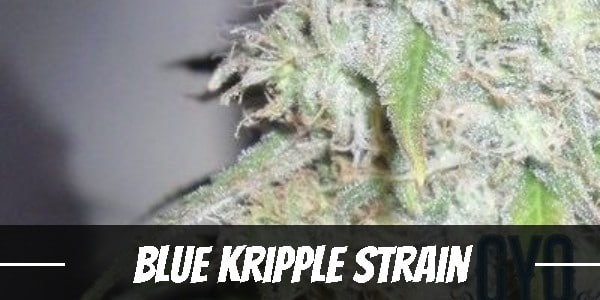 Blue Kripple Strain