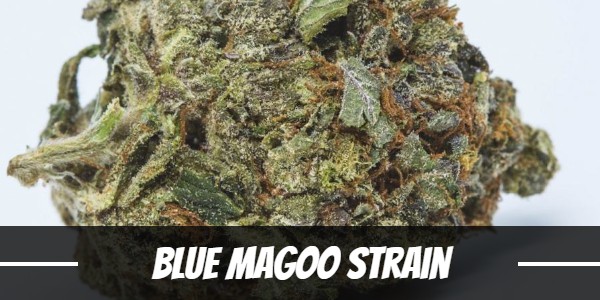 Blue Magoo Strain