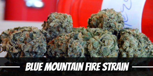 Blue Mountain Fire Strain