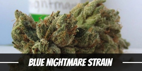 Blue Nightmare Strain