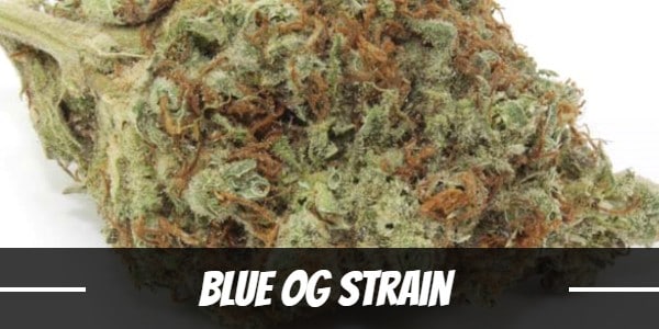 Blue-OG-Strain