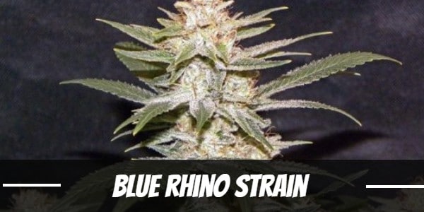 Blue-Rhino-Strain