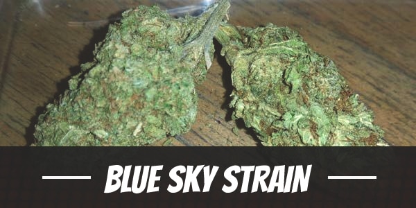 Blue Sky Strain