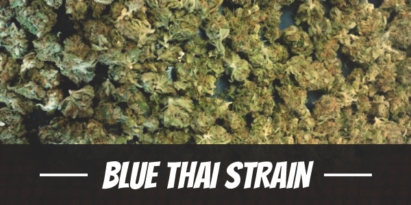 Blue Thai Strain