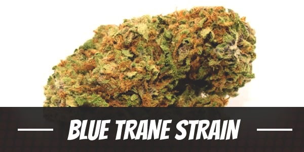 Blue Trane Strain