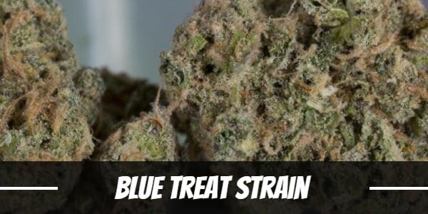 Blue Treat Strain