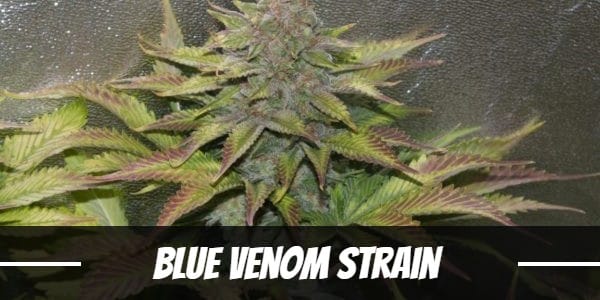 Blue Venom Strain