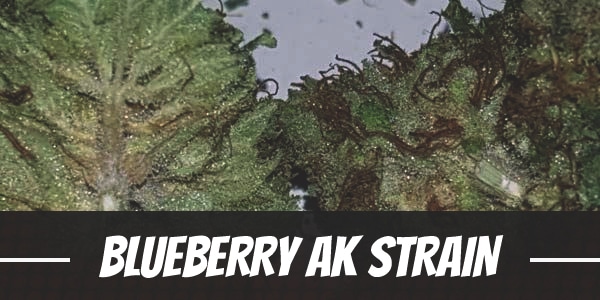 Blueberry AK Strain