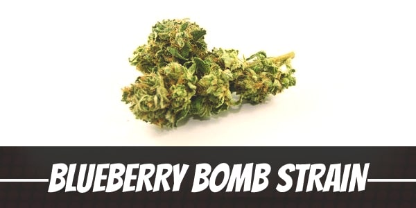 Blueberry Bomb Strain