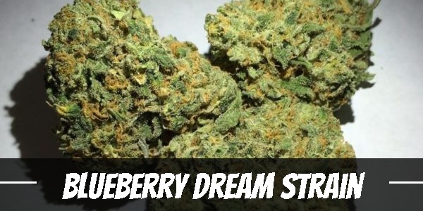 Blueberry Dream Strain