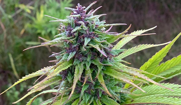 Blueberry Feminized Strain