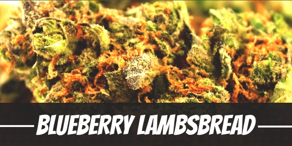 Blueberry Lambsbread