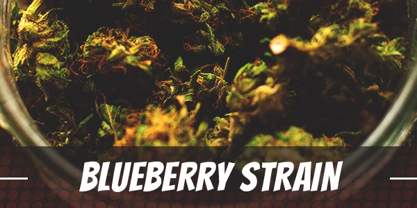 Blueberry Strain