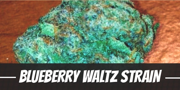 Blueberry Waltz Strain