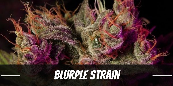 Blurple Strain