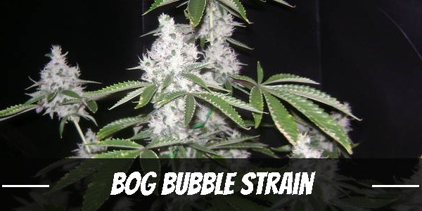 BOG Bubble marijuana strain