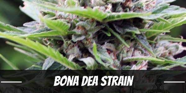 Bona Dea Marijuana Strain