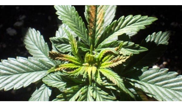 Marijuana Boron Deficiency