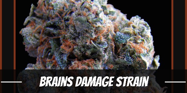 Brains Damage Strain