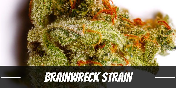 Brainwreck Strain